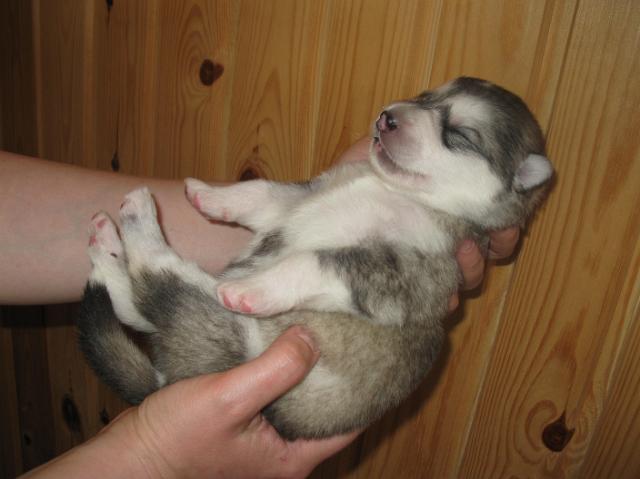 Annan pennut-pups180510_023.JPG - 18.5.2010